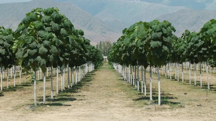 Что сделал Узбекистан в сфере экологии за 2025 год?