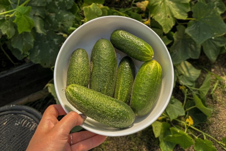 Узбекистан заработал на экспорте огурцов почти $4 млн