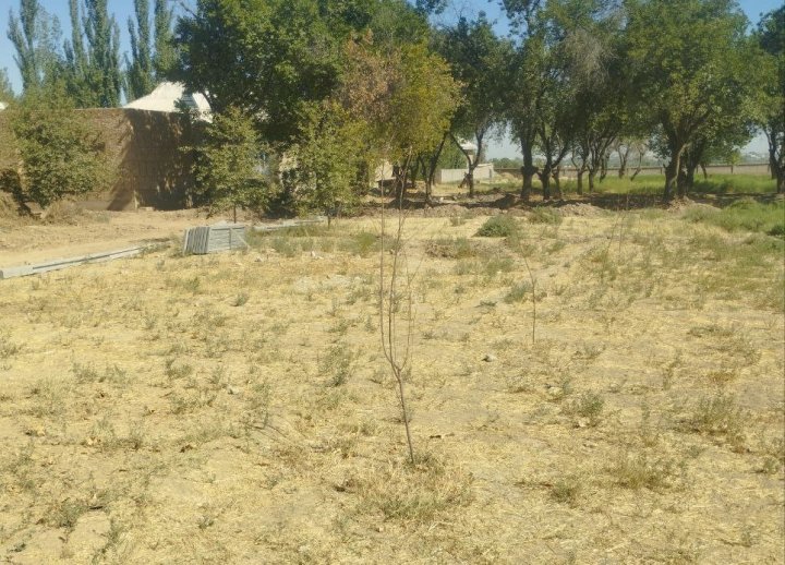 Крупный штраф заплатят ответственные лица школы в Кашкадарьинской области, по вине которых засохли саженцы деревьев