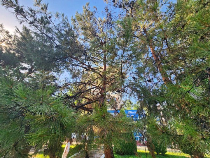 В Ташкенте от жары загорелись деревья