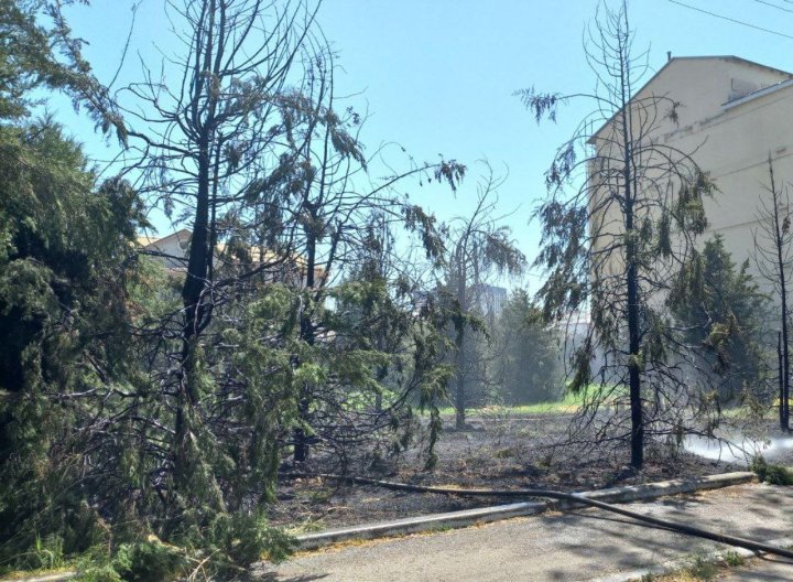В Яккасарайском районе огонь уничтожил 7 ёлок