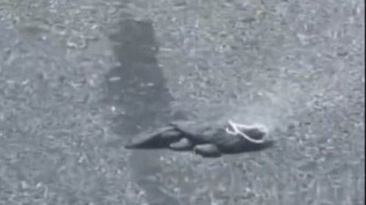 Плавится всё, кроме терпения — жара в Бухаре вышла из-под контроля — видео