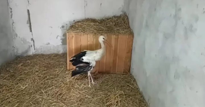 Экологи Ташкентской области спасли аиста, который сломал крыло