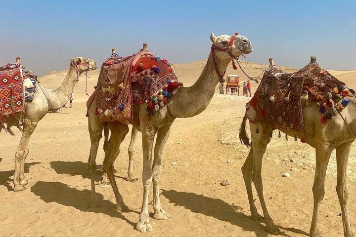В Узбекистане подсчитали количество верблюдов