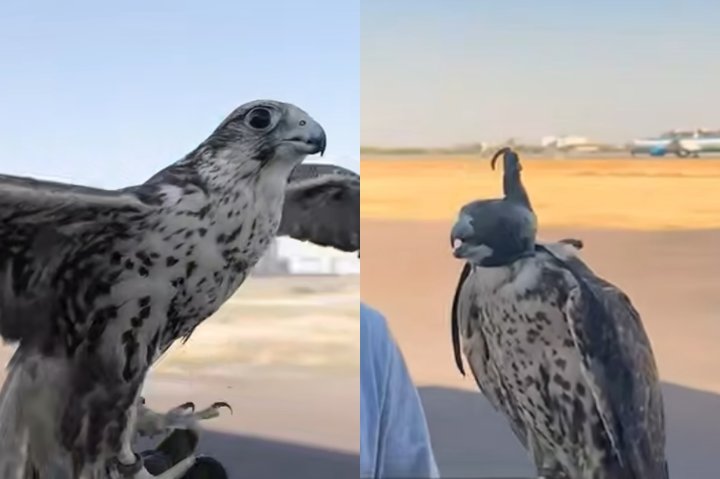 Как соколы обеспечивают безопасность полётов в аэропорту Ташкента — видео