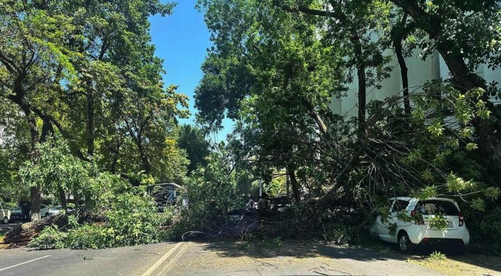 В центре Ташкента многолетнее дерево рухнуло на дорогу и автомобили — видео