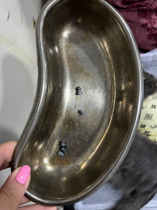 В Ташкенте мужчина отстреливал животных из ружья