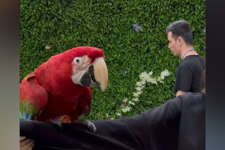 В Узбекистан за полгода импортировано 765 попугаев на $20,1 тыс