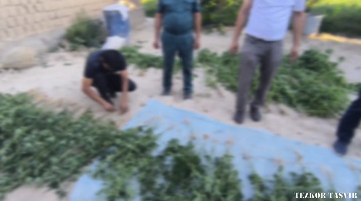 Жители Ургутского района коллективно занимались выращиванием наркотикосодержащих растений