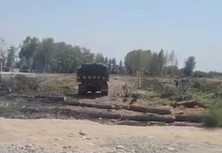 В Сарыасийском районе Сурхандарьи вырублены взрослые сосны