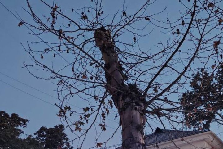 Ташкентцам объяснили, куда таинственно исчезают чинаровые деревья на улице Шота Руставели — видео