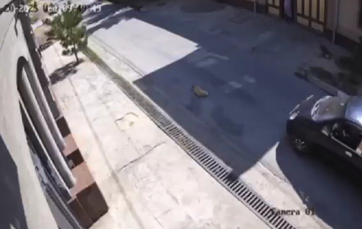 В Янгиюле живодёр за рулём автомобиля «Matiz» специально задавил собаку