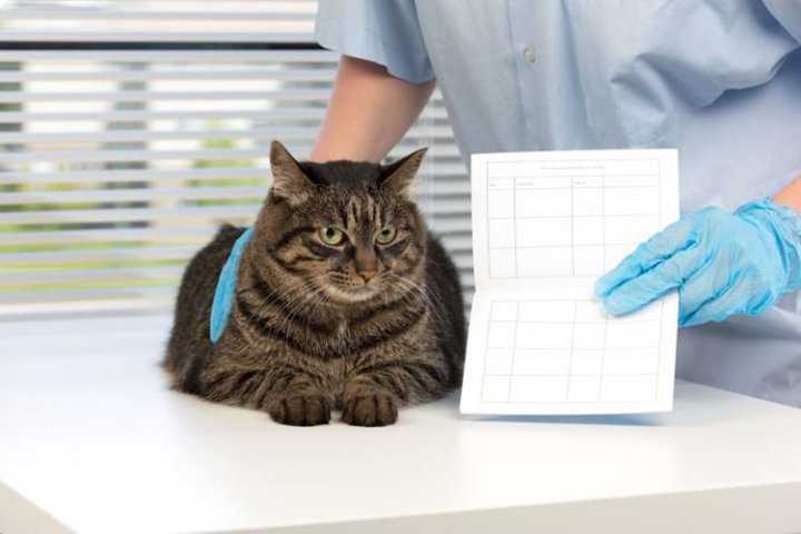 В Узбекистане владельцев животных обязали оформить паспорт