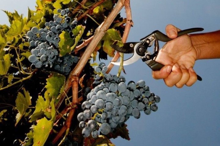 В Узбекистане объём производства винограда увеличился почти на 8%