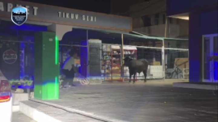 В Ташкенте бык напал на сотрудника правоохранительных органов и был убит