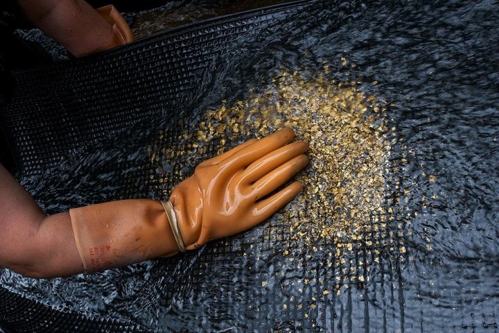 Цена взлетела в 20 раз! Битва за золото в Ташкентской области побила все рекорды