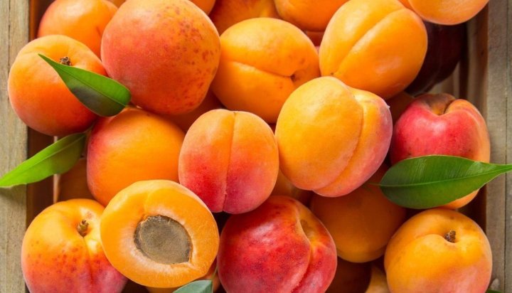 Узбекские абрикосы на мировом рынке: экспорт в 14 стран принёс $18,8 млн