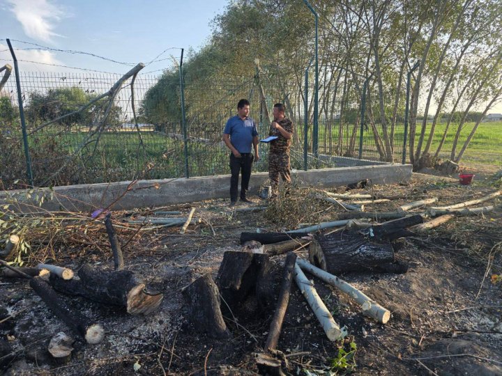 Житель Самаркандской области выплатит более 12 млн сумов за вырубленные деревья