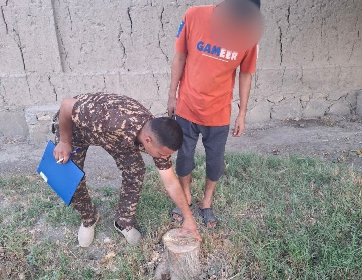 В Самаркандской области мужчине выписан штраф за незаконную вырубку двух деревьев