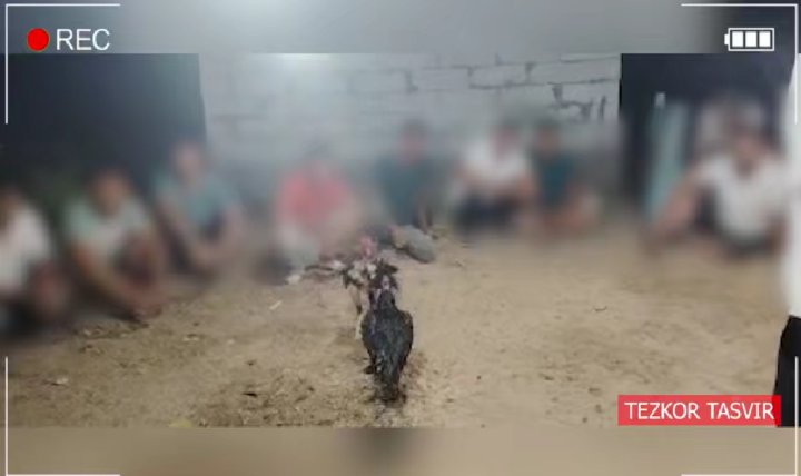 Двое мужчин из Андижана организовали арену для петушиных боёв