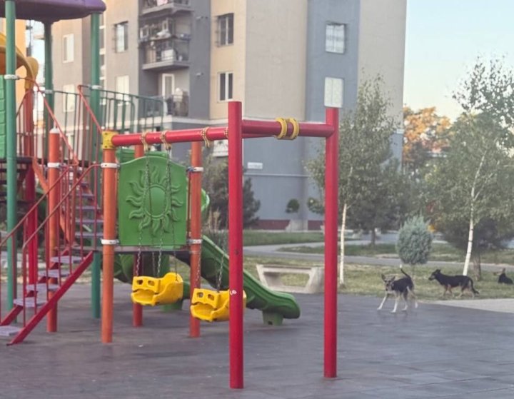 Бродячие собаки поселились на детской площадке одного из жилых комплексов Алмазарского района