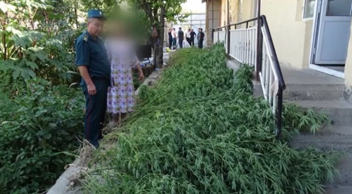 42-летняя жительница Самаркандской области организовала плантацию каннабиса
