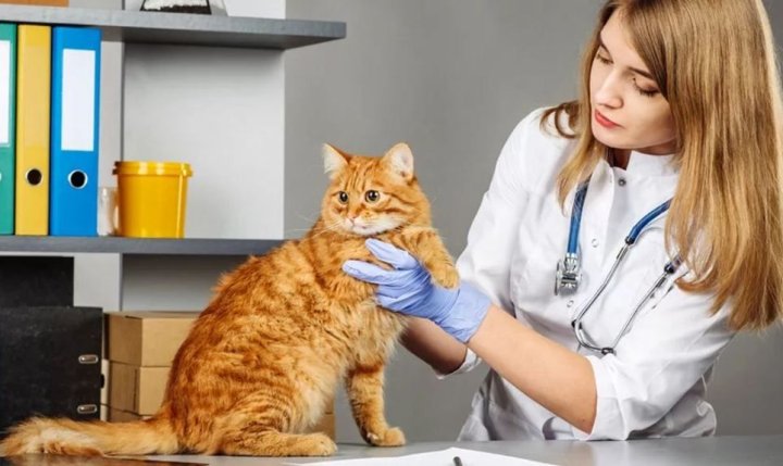 В Узбекистане зафиксирован резкий рост объема ветеринарных услуг