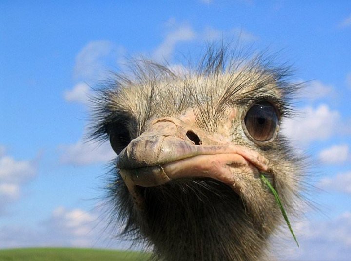 Toshkent hayvonot bog‘ida erkak kishi emuga gazeta parchasini yedirdi