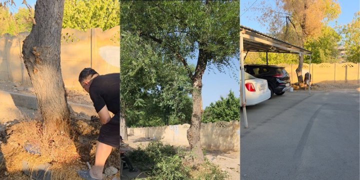 В Ташкенте мужчина ради парковки пытается избавиться от дерева