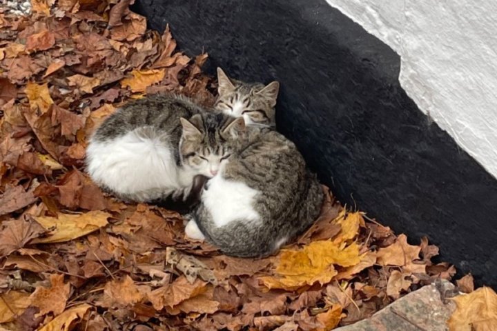 Осень вступает в свои права: Прогноз погоды в Узбекистане на 20 сентября