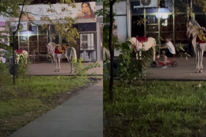 Парк или конюшня? Жители Ташкента возмущены появлением лошадей в общественном месте — видео