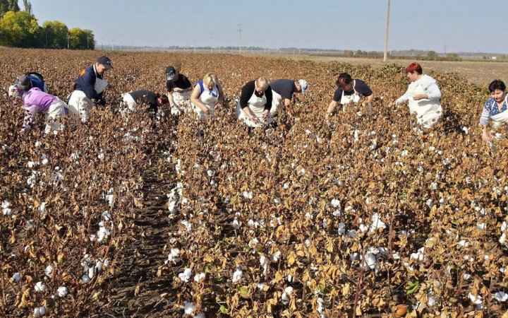 O‘zbekistonda amaldorlar paxta terimiga majburlagani uchun jazolandi