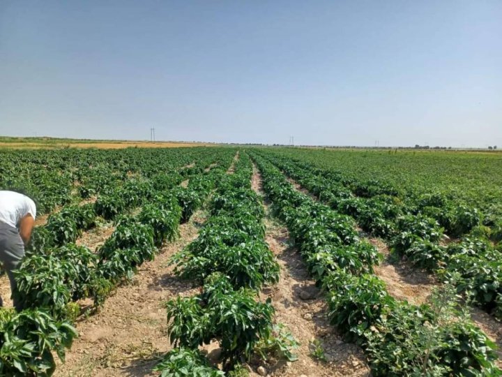 Половина фермеров Узбекистана воспользуется отменой НДС