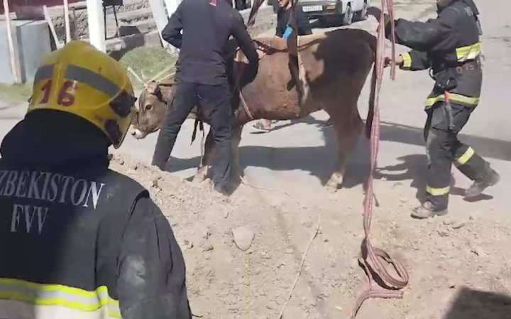 В Ферганской области корова провалилась в выгребную яму