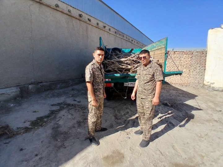 В Бухаре экологи выписали крупный штраф мужчине, который занимался вырубкой пустынных растений