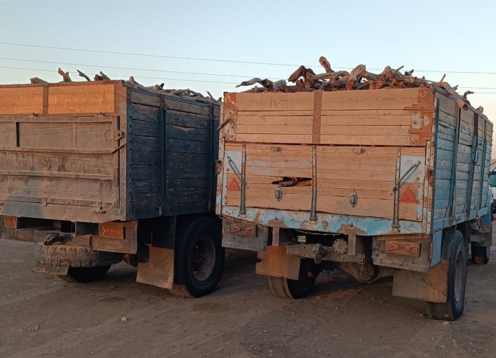 Двое жителей Каракалпакстана выплатят более 72 млн сумов за вырубку саксаула