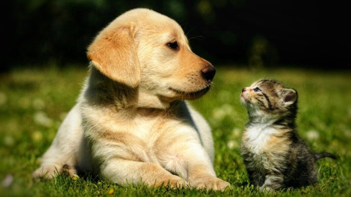 Штрафы вместо тюрьмы: Необходимо ли усилить наказание для живодеров?