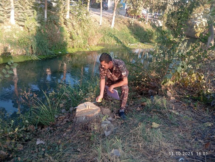 В Андижанской области незаконно вырубили 18 деревьев