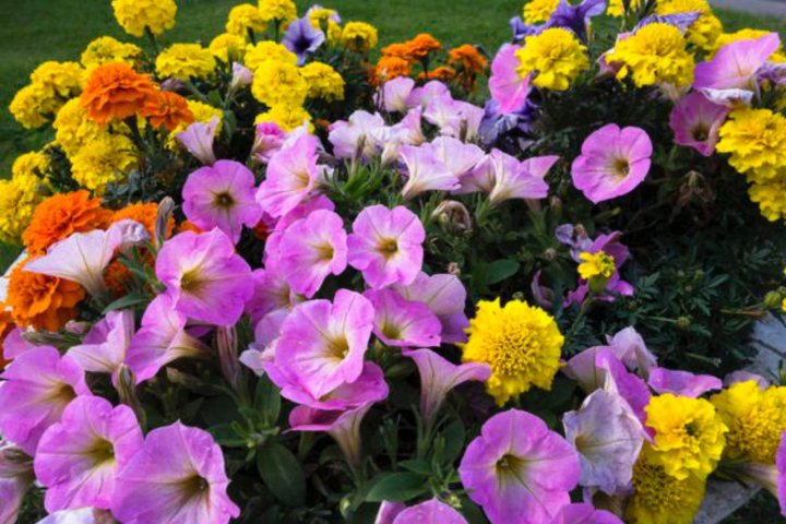 Ташкент «зацветёт»:  Кенгаш выделил 10 миллиардов сумов на закупку и посадку цветов