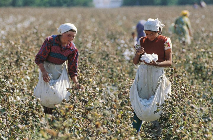 В Сурхандарье чиновницу наказали за принуждение к сбору хлопка