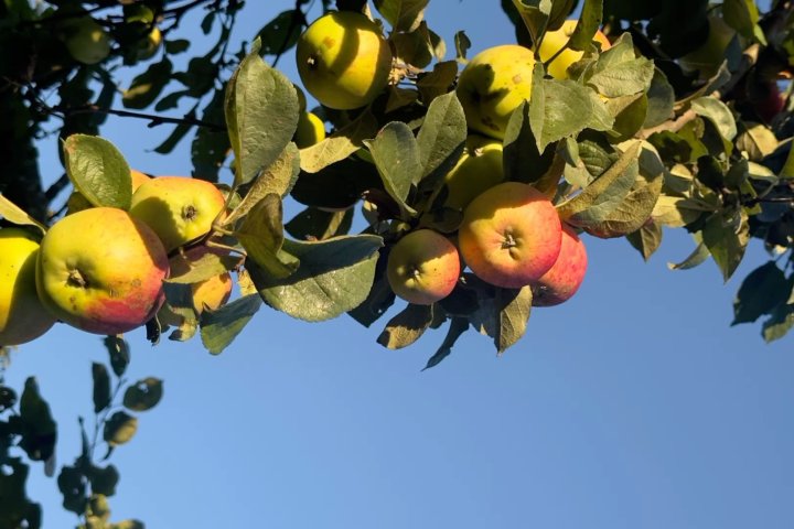 Экспорт узбекских яблок превысил $11 млн, завоевав рынки России и Казахстана