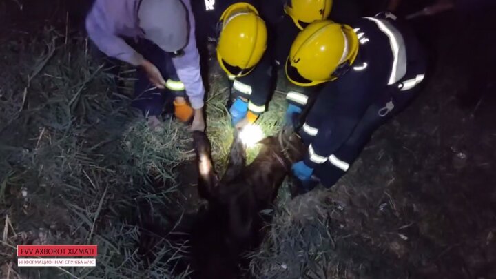 МЧС спасло корову, провалившуюся в колодец в Каракалпакстане