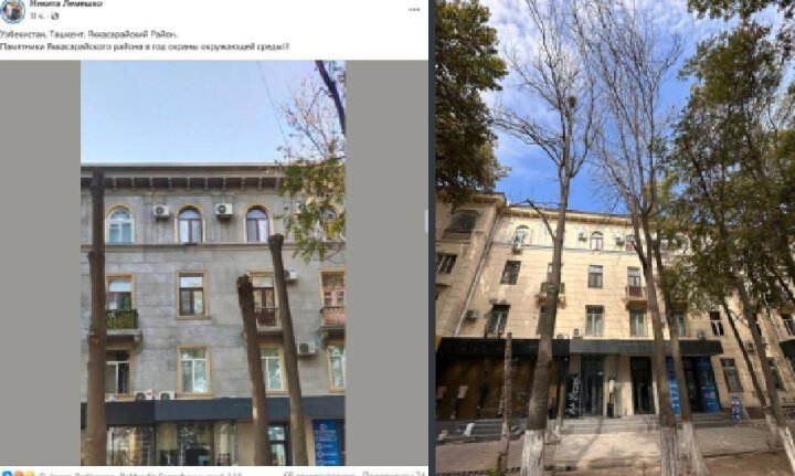 Не вырубка, а забота о безопасности: В Ташкенте прокомментировали обрубленные деревья