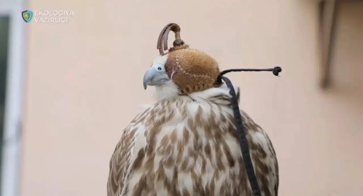 В Ташобласти восемь краснокнижных балобанов вернулись в природу