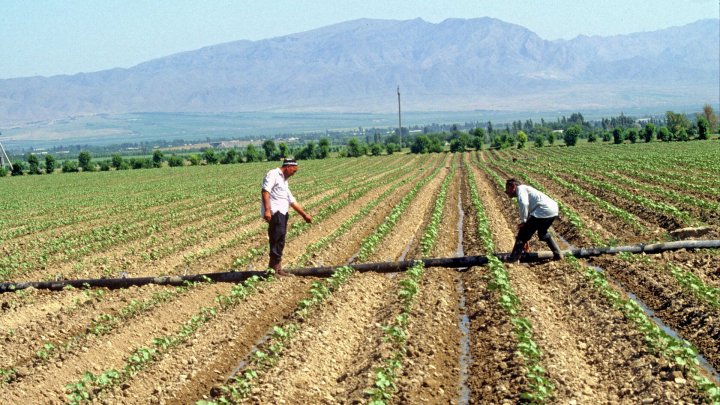 O‘zbekistonda agrar kreditlashda inqilob: endi ijarachilar ham millionlar olishi mumkin