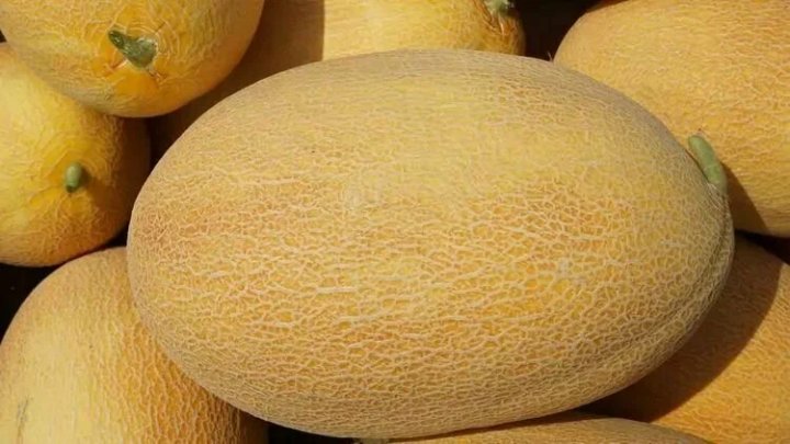 O‘zbekistonda 2024-yilda qariyb bir million tonna qovun yig‘ib olindi