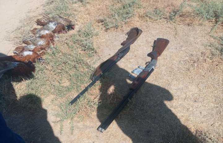 Samarqandda qirg‘ovullarni noqonuniy o‘ldirgan ovchilar jazolanadi