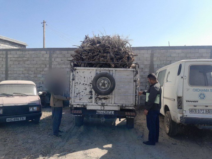 Вырубка саксаула обойдётся жителю Бухары в 15 млн сумов