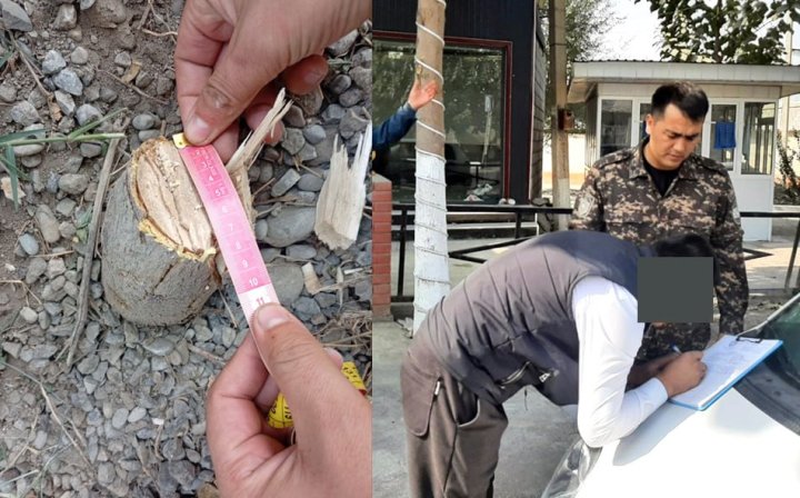 В Андижане мужчина незаконно срубил дерево и теперь заплатит огромный штраф