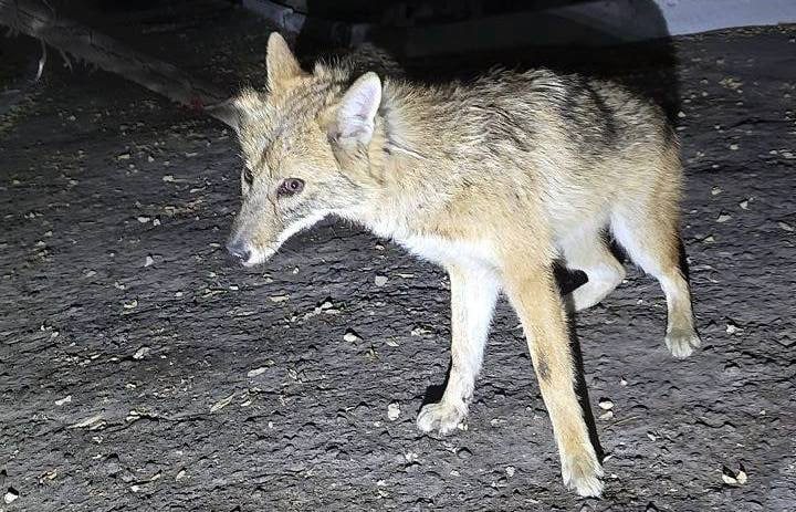 Toshkentlik chiyabo‘rini taqdiri ma’lum bo‘ldi